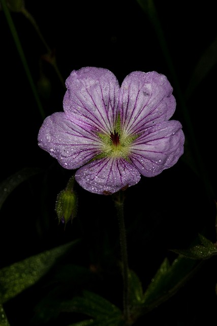 Geranium viscosissimum - Sticky Geranium.jpg